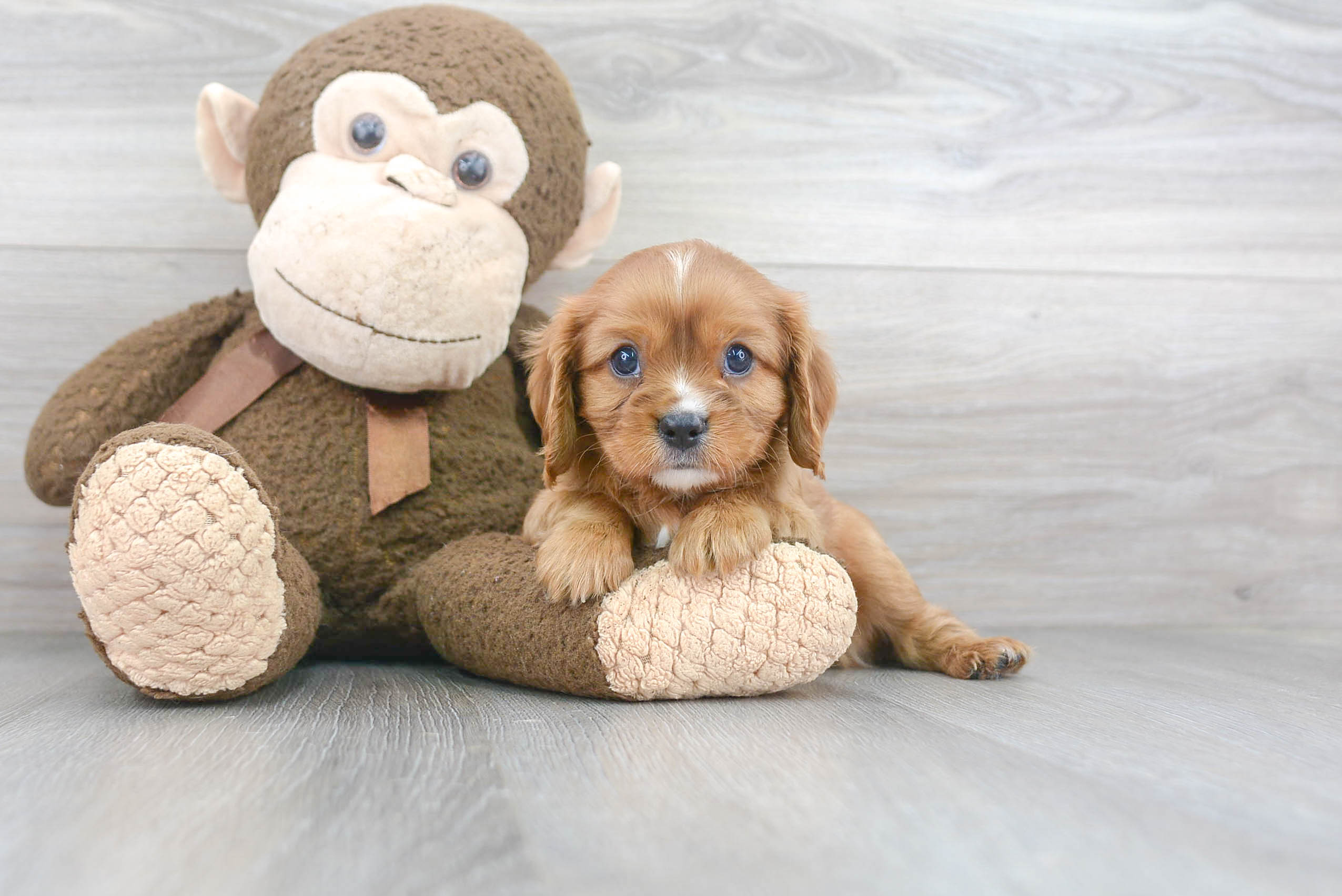 Cavalier King Charles Spaniel Puppy for Adoption