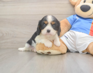 6 week old Cavalier King Charles Spaniel Puppy For Sale - Puppy Love PR