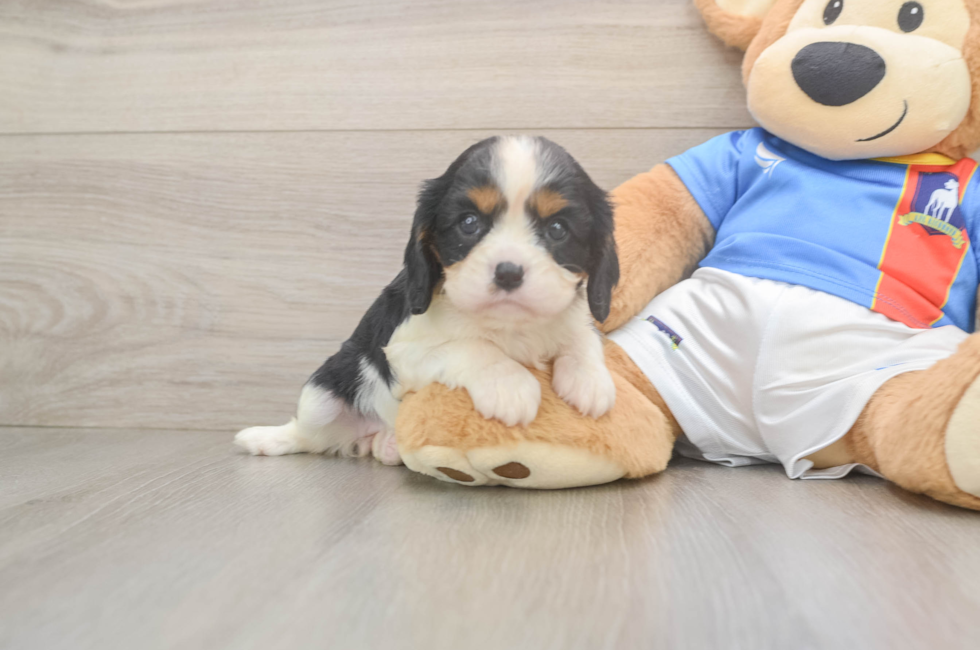 5 week old Cavalier King Charles Spaniel Puppy For Sale - Puppy Love PR