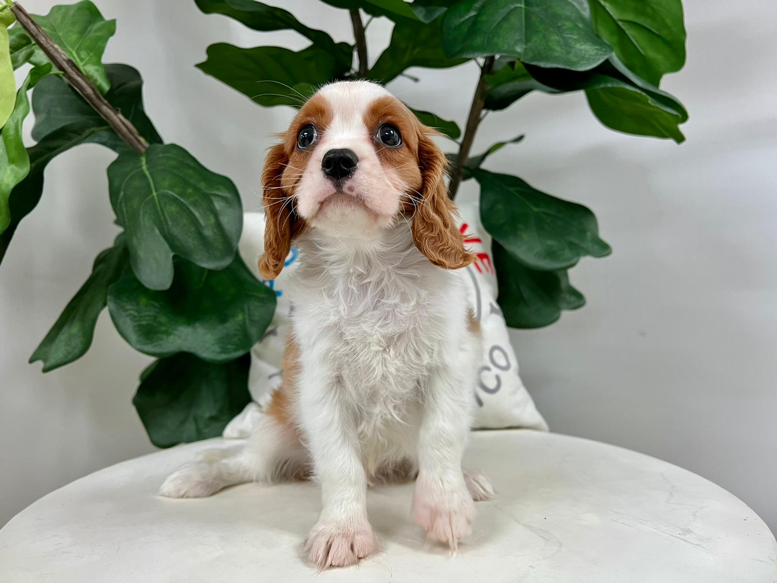 Cavalier King Charles Spaniel Puppy for Adoption