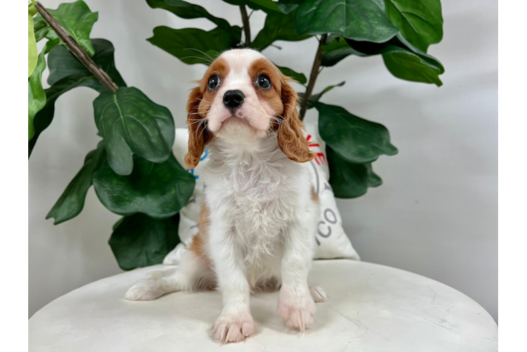 Cavalier King Charles Spaniel Puppy for Adoption