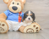 6 week old Cavalier King Charles Spaniel Puppy For Sale - Puppy Love PR