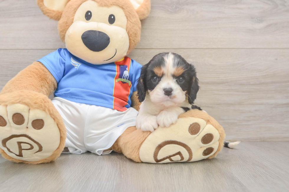 5 week old Cavalier King Charles Spaniel Puppy For Sale - Puppy Love PR