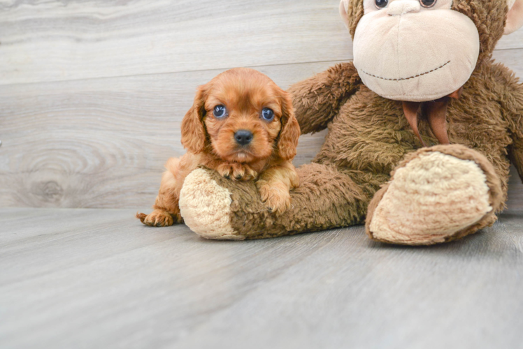 Cavalier King Charles Spaniel Puppy for Adoption