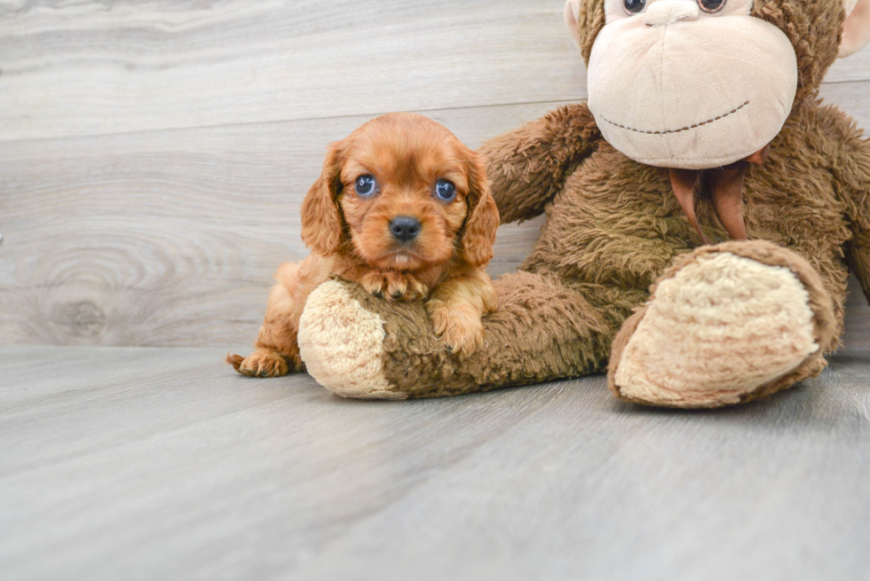 Cavalier King Charles Spaniel Puppy for Adoption