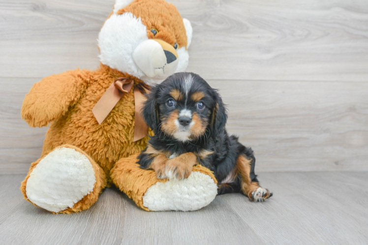 Cavalier King Charles Spaniel Pup Being Cute