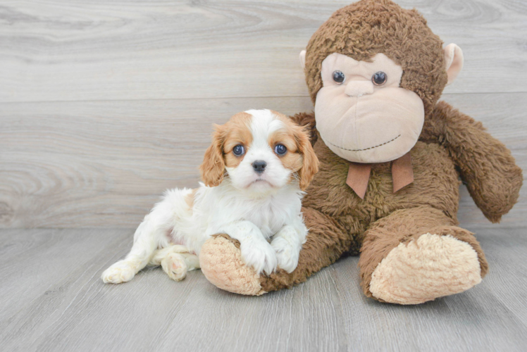 Playful Cavalier King Charles Spaniel Purebred Pup