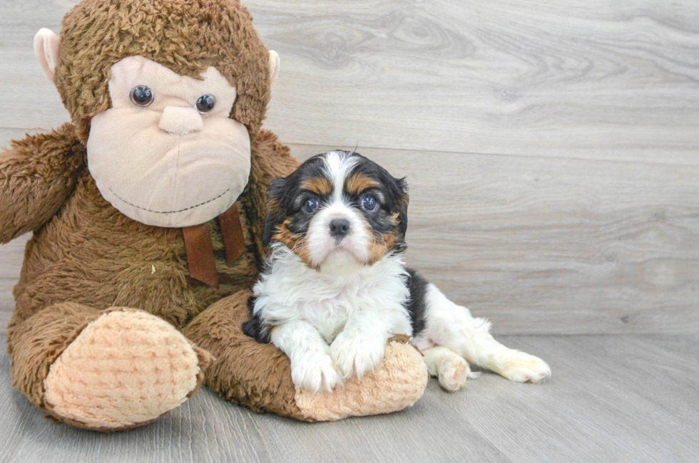 7 week old Cavalier King Charles Spaniel Puppy For Sale - Puppy Love PR