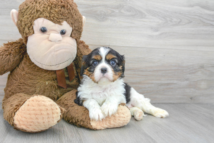 Meet Prudence - our Cavalier King Charles Spaniel Puppy Photo 1/3 - Puppy Love PR Cavalier King Charles Spaniel Puppy for Adoption