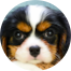 Cavalier King Charles Spaniel Puppy For Sale - Puppy Love PR
