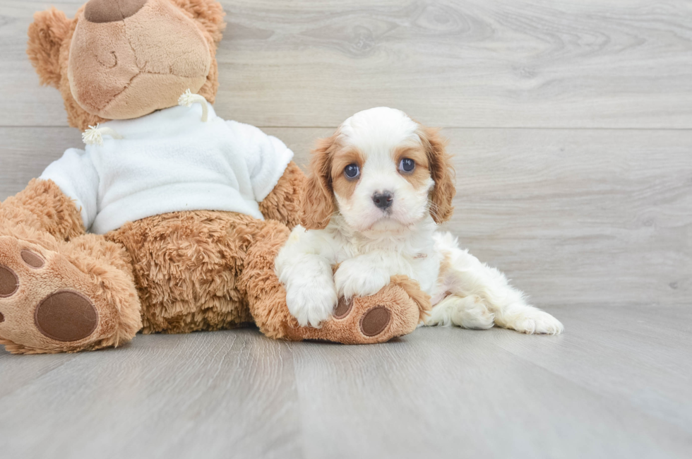 8 week old Cavalier King Charles Spaniel Puppy For Sale - Puppy Love PR