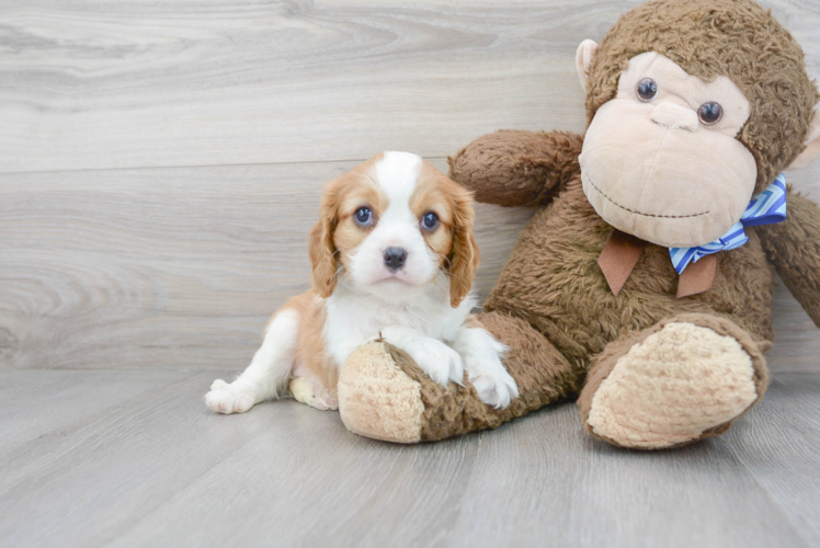 Cavalier King Charles Spaniel Pup Being Cute