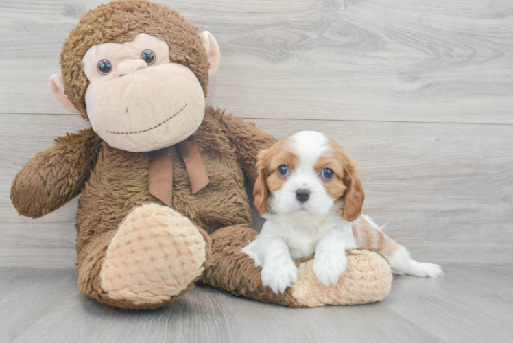 Cavalier King Charles Spaniel Pup Being Cute