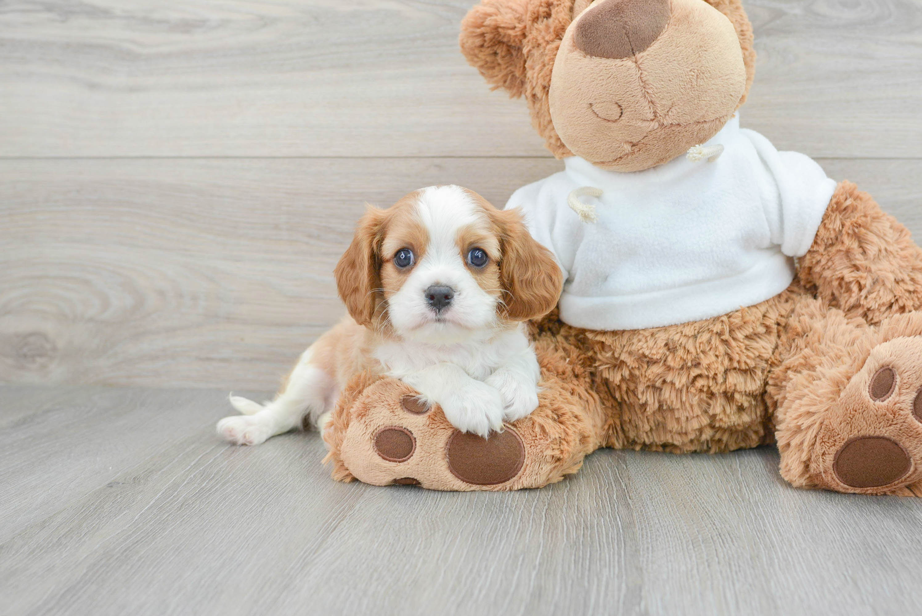 Cavalier King Charles Spaniel Pup Being Cute