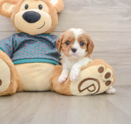 5 week old Cavalier King Charles Spaniel Puppy For Sale - Puppy Love PR
