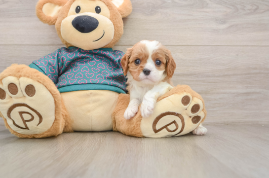 QUENTIN, a Cavalier King Charles Spaniel littermate