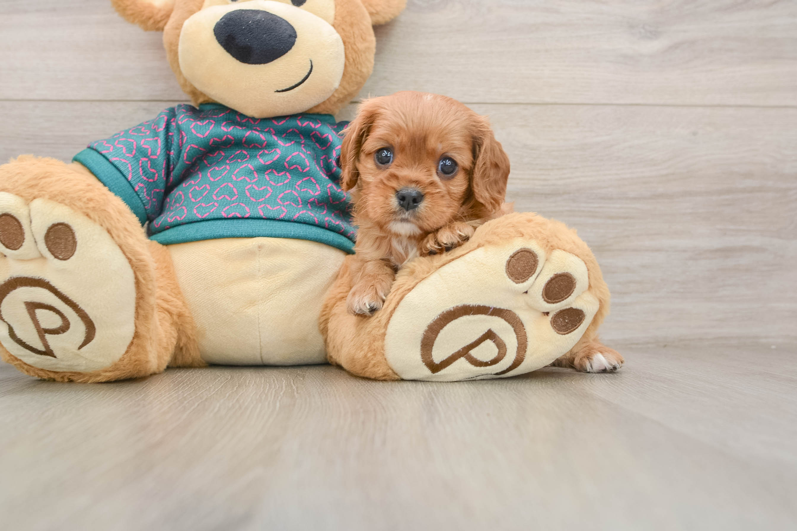 Akc Registered Cavalier King Charles Spaniel Baby