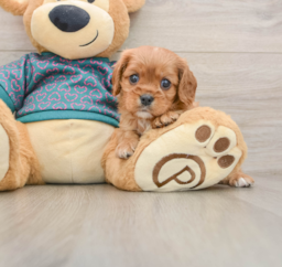 5 week old Cavalier King Charles Spaniel Puppy For Sale - Puppy Love PR