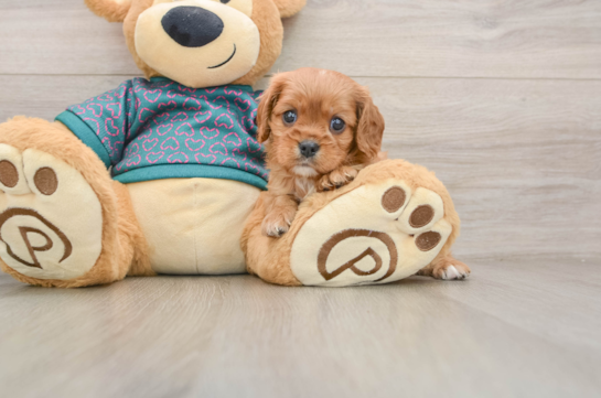 QUEST, a Cavalier King Charles Spaniel littermate