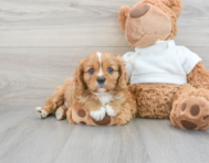 7 week old Cavalier King Charles Spaniel Puppy For Sale - Puppy Love PR