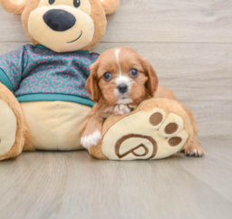 5 week old Cavalier King Charles Spaniel Puppy For Sale - Puppy Love PR