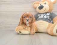 5 week old Cavalier King Charles Spaniel Puppy For Sale - Puppy Love PR