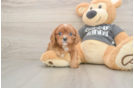 Best Cavalier King Charles Spaniel Baby