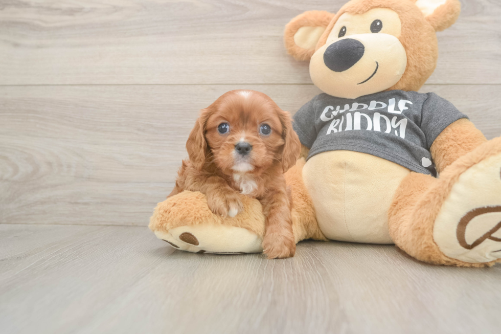 Best Cavalier King Charles Spaniel Baby