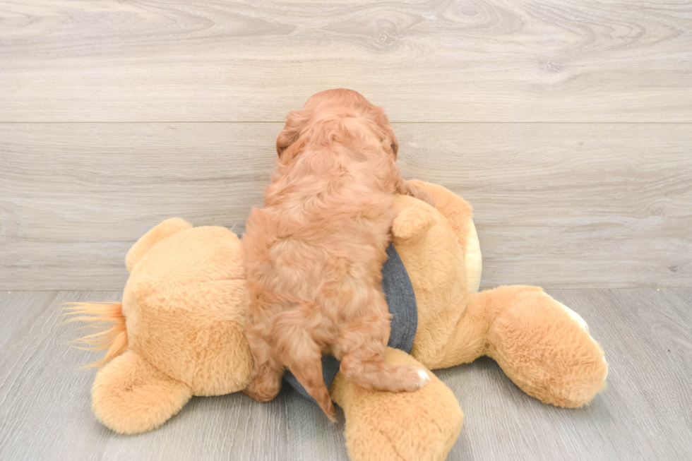 Smart Cavalier Purebred Puppy