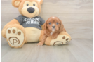 Playful Cavalier King Charles Spaniel Baby