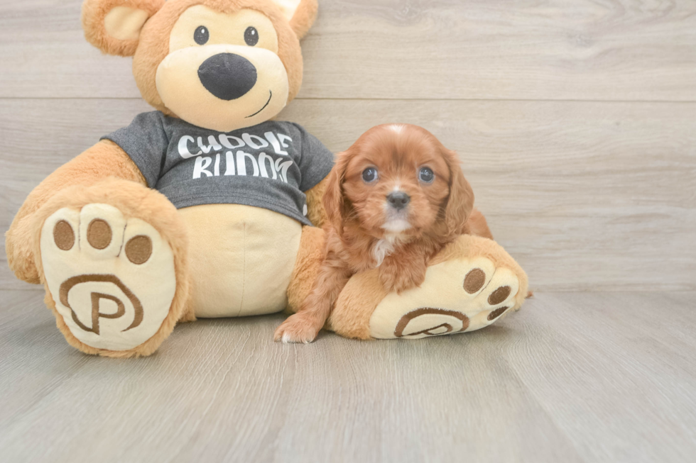 Playful Cavalier King Charles Spaniel Baby