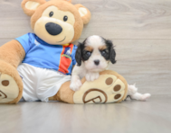 5 week old Cavalier King Charles Spaniel Puppy For Sale - Puppy Love PR