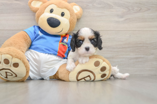 Small Cavalier King Charles Spaniel Purebred Pup