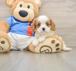 5 week old Cavalier King Charles Spaniel Puppy For Sale - Puppy Love PR