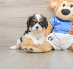 5 week old Cavalier King Charles Spaniel Puppy For Sale - Puppy Love PR