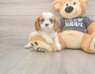 7 week old Cavalier King Charles Spaniel Puppy For Sale - Puppy Love PR