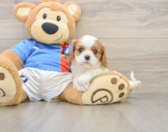 5 week old Cavalier King Charles Spaniel Puppy For Sale - Puppy Love PR
