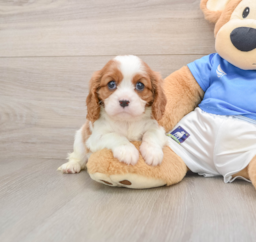 5 week old Cavalier King Charles Spaniel Puppy For Sale - Puppy Love PR