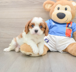 5 week old Cavalier King Charles Spaniel Puppy For Sale - Puppy Love PR