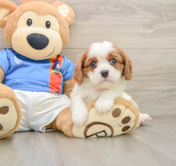 5 week old Cavalier King Charles Spaniel Puppy For Sale - Puppy Love PR