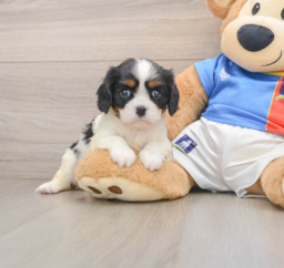5 week old Cavalier King Charles Spaniel Puppy For Sale - Puppy Love PR