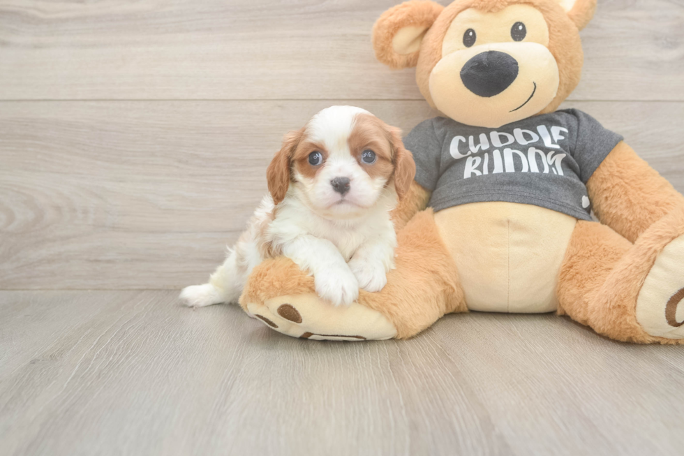 Meet Titus - our Cavalier King Charles Spaniel Puppy Photo  2/3 - Puppy Love PR Cavalier King Charles Spaniel Pup Being Cute