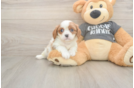 Meet Titus - our Cavalier King Charles Spaniel Puppy Photo  2/3 - Puppy Love PR Cavalier King Charles Spaniel Pup Being Cute