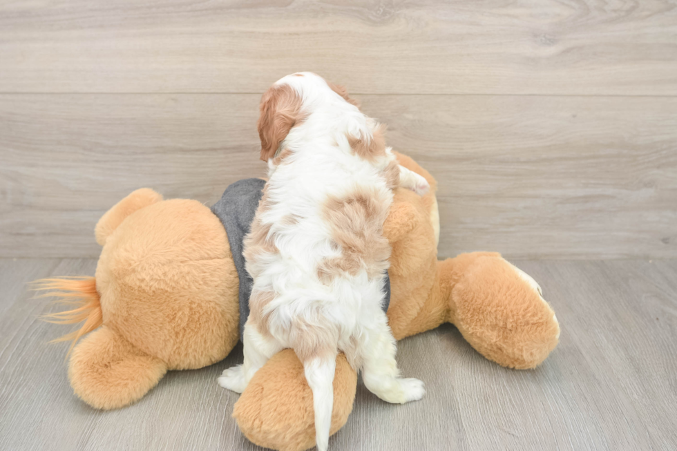 Meet Titus - our Cavalier King Charles Spaniel Puppy Photo  3/3 - Puppy Love PR Small Cavalier King Charles Spaniel Purebred Pup