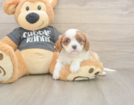 5 week old Cavalier King Charles Spaniel Puppy For Sale - Puppy Love PR