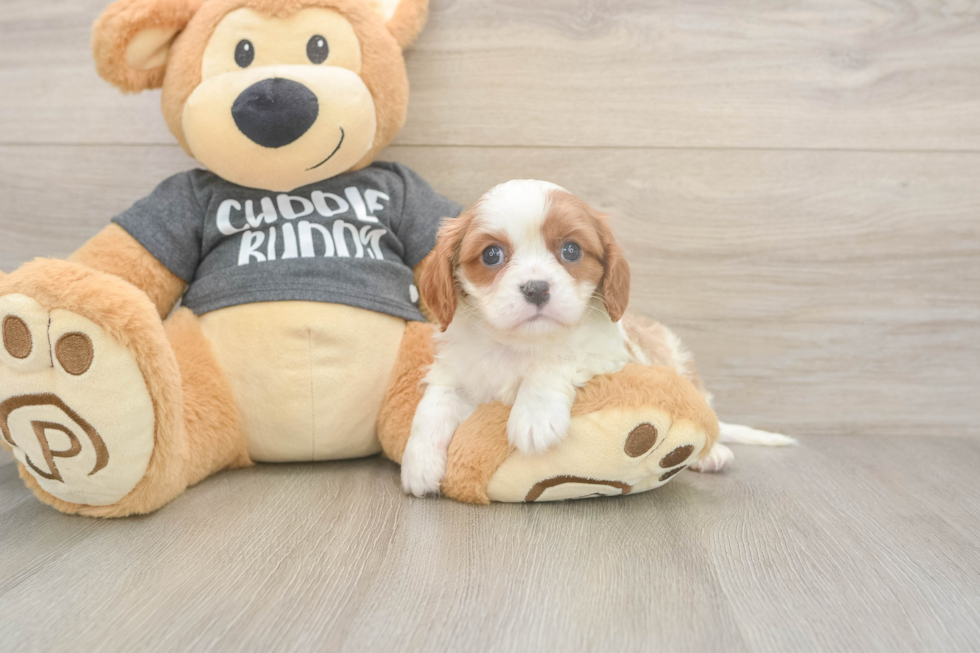Meet Titus - our Cavalier King Charles Spaniel Puppy Photo  1/3 - Puppy Love PR Cavalier King Charles Spaniel Pup Being Cute