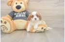 Meet Titus - our Cavalier King Charles Spaniel Puppy Photo  1/3 - Puppy Love PR Cavalier King Charles Spaniel Pup Being Cute