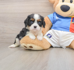 5 week old Cavalier King Charles Spaniel Puppy For Sale - Puppy Love PR