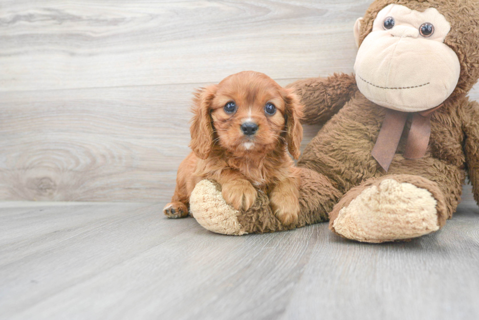 are king charles spaniel hypoallergenic