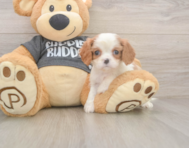 7 week old Cavalier King Charles Spaniel Puppy For Sale - Puppy Love PR
